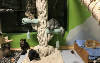 Whiskers Pet Shop partners with PAWS