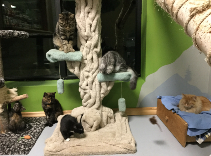 Whiskers Pet Shop partners with PAWS Whistler Chamber of Commerce