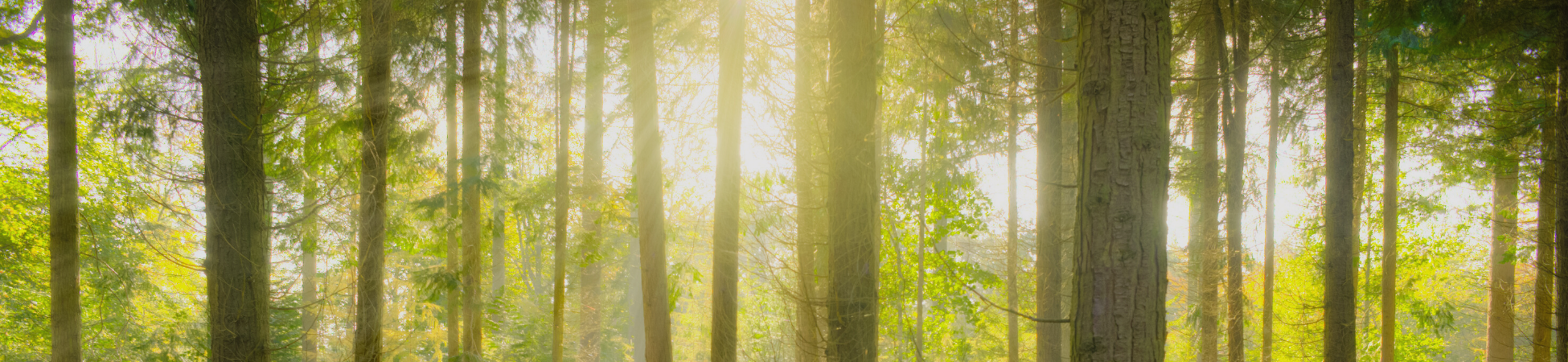 Copy of WordPress Banner Image (4)
